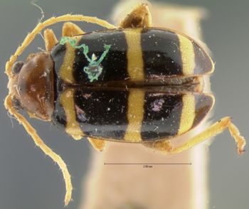 Media type: image; Entomology 18770   Aspect: habitus dorsal view